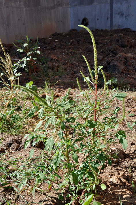 amaranthus palmeri palmer amaranth palmer amaranth