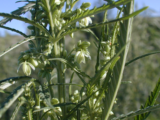The Evolving Taxonomy of Cannabis: A Historical Perspective on Classification